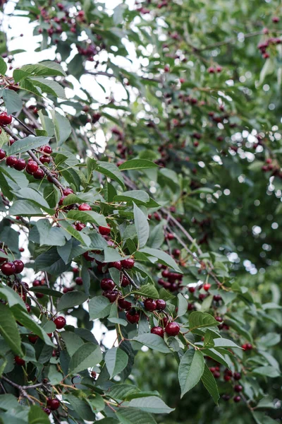 Cherry Garden Ripe Red Fruits Organic Tree — Stock Photo, Image