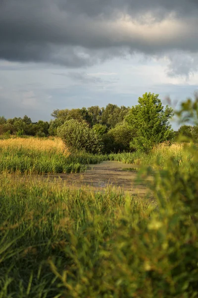 Прекрасний Літній Пейзаж Тлі Сірого Неба Сільська Місцевість Зелені Біля — стокове фото