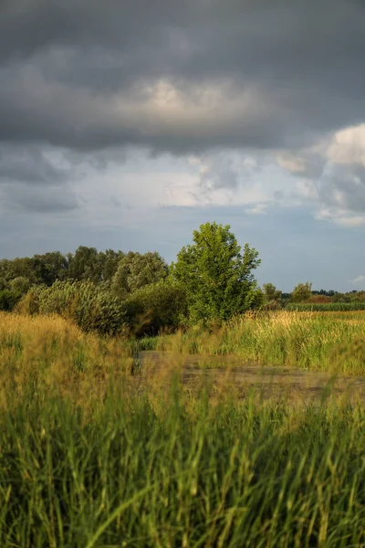 美丽的夏季风景映衬着灰蒙蒙的天空 靠近河边的绿地边 — 图库照片
