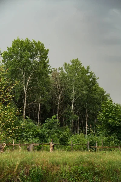 Gökyüzü Orman Arka Planı Kırsal Güzellikteki Manzara — Stok fotoğraf
