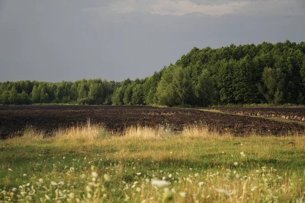 Campo Fattoria Sullo Sfondo Del Cielo Della Foresta Paesaggio Rurale — Foto Stock