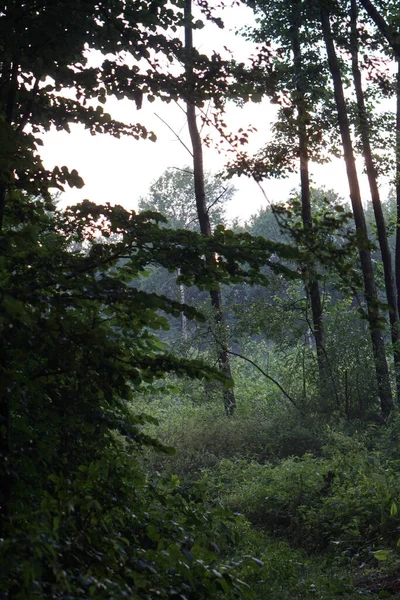Ormanda Yeşil Ağaçlar Doğa Kırsal Alan Fotoğraf Arkaplanı — Stok fotoğraf