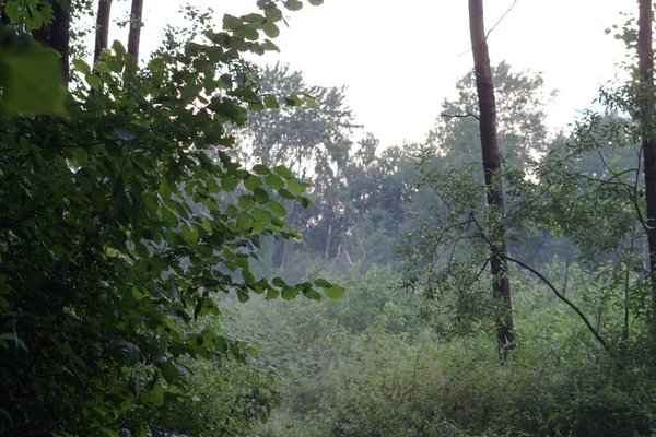 Alberi Verdi Nella Foresta Natura Paesaggio Rurale Foto Sfondo — Foto Stock