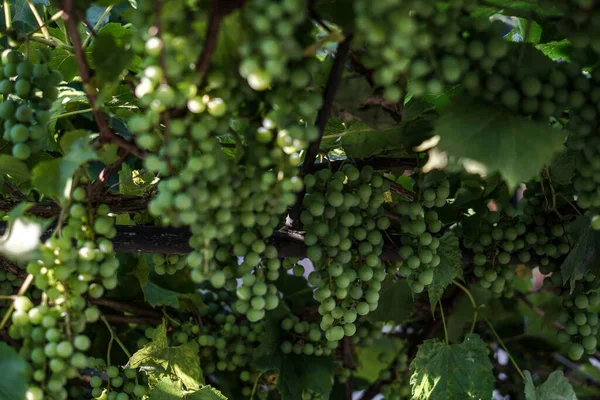 Une Branche Raisin Aux Feuilles Vertes Sur Vigne Fruits Doux — Photo