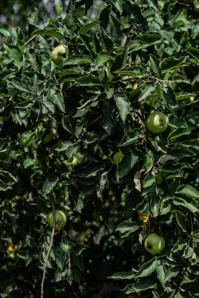 Verdes Pequeñas Manzanas Primer Plano Rama Fruta Inmadura Jardín Fondo —  Fotos de Stock