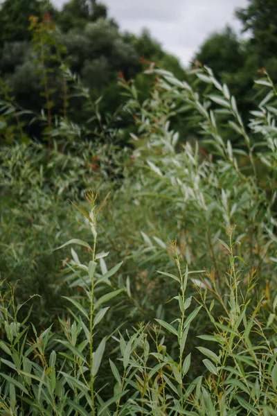 Yeşil Söğüt Dalları Yakın Plan Yazın Güzel Doğa — Stok fotoğraf