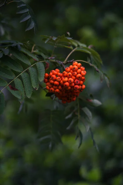 Bagas Viburnum Suculentas Vermelhas Ramo Close Foto Fundo — Fotografia de Stock