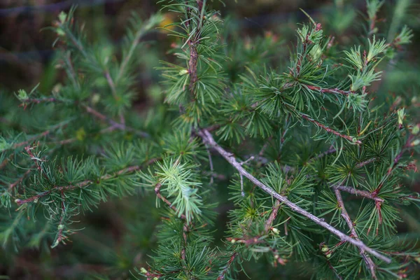 Lehtikuusen Oksat Lähikuva Havupuinen Nuori Puu Kasvaa Metsässä — kuvapankkivalokuva