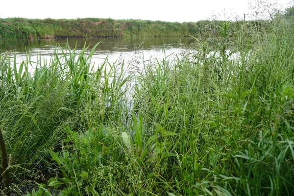 Świeża Zielona Trawa Blisko Wczesny Letni Poranek Łące Pobliżu Rzeki — Zdjęcie stockowe