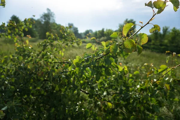 Bellissimo Albero Verde Contro Cielo Raggi Sole Natura Paesaggio Rurale — Foto Stock