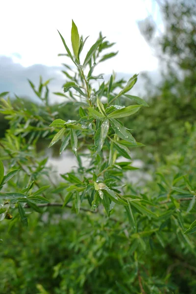 Primer Plano Rama Verde Hermosa Naturaleza Verano —  Fotos de Stock