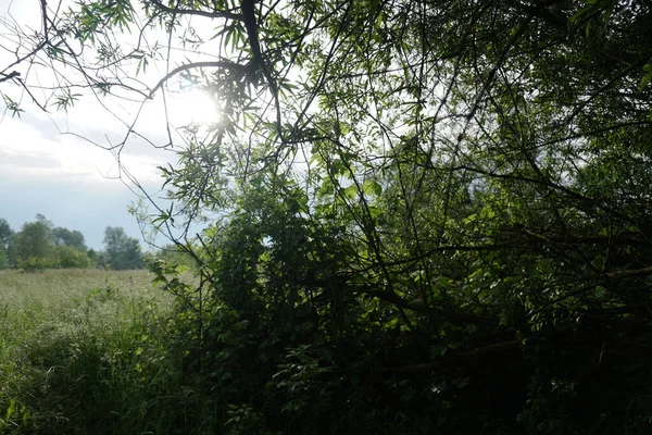 Зеленое Дерево Фоне Неба Сосулек Природа Сельский Пейзаж Фото Фон — стоковое фото