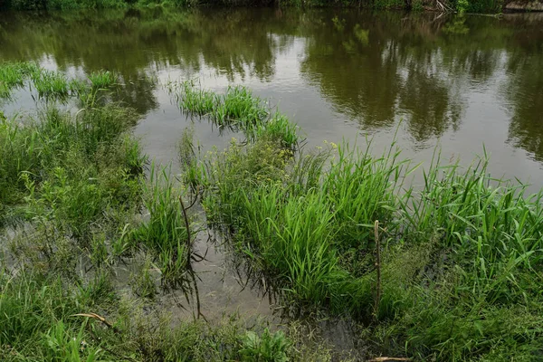 Green Grass Background River Rural Landscape Summer — Stock Photo, Image