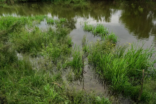 Zielona Trawa Tle Rzeki Krajobraz Wiejski Lecie — Zdjęcie stockowe