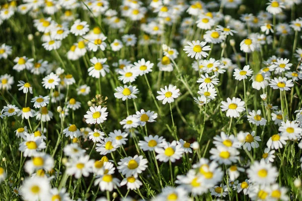 Feld Wilde Gänseblümchen Auf Einem Schönen Floralen Hintergrund — Stockfoto