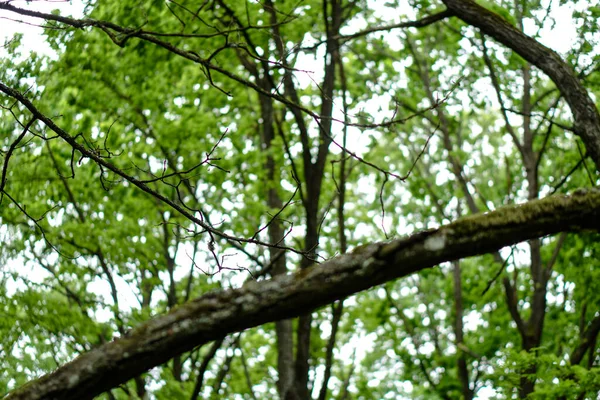 Sfondo Alberi Verdi Nella Foresta — Foto Stock