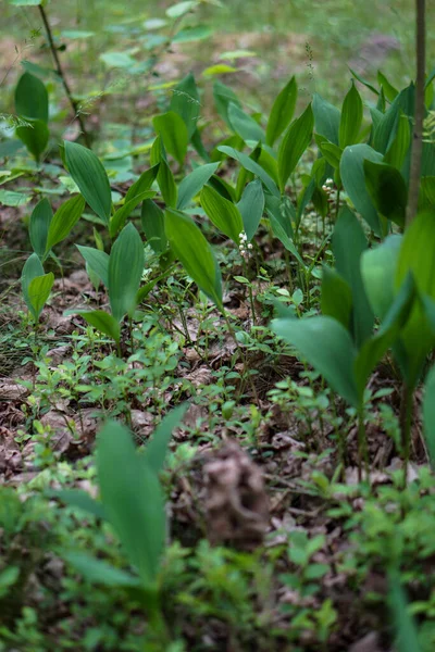 Kwitnąca Lilia Doliny Wiosennym Lesie — Zdjęcie stockowe