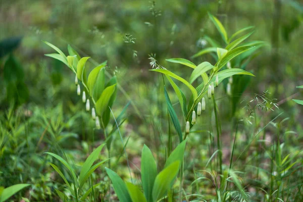Πράσινο Και Λουλούδια Στο Καλοκαιρινό Δάσος — Φωτογραφία Αρχείου