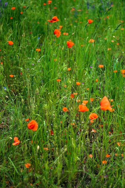 Röda Vallmo Blommar Ett Vilt Fält Bakgrund Vackra Blommor — Stockfoto