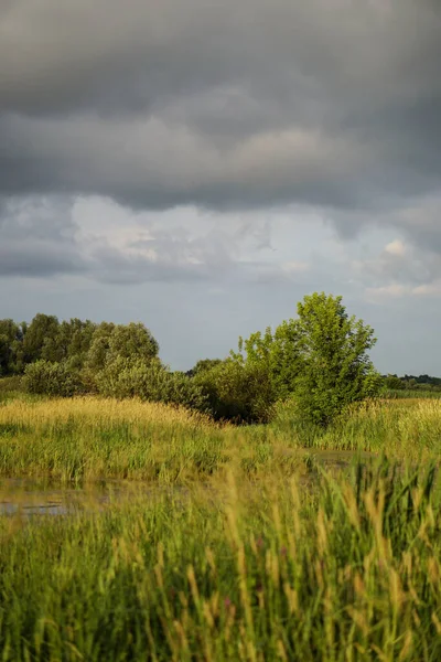 Vackert Sommarlandskap Mot Grå Himmel Landsbygd Grönska Nära Floden Royaltyfria Stockfoton