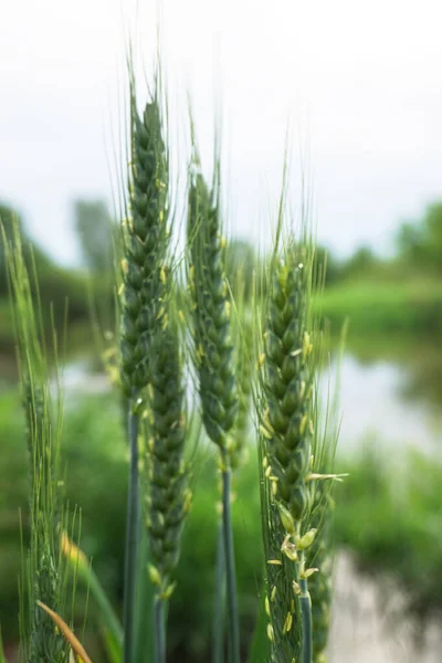 Green Spikelet Wheat Close Sun Nature Rural Landscape Photo Background Stock Image