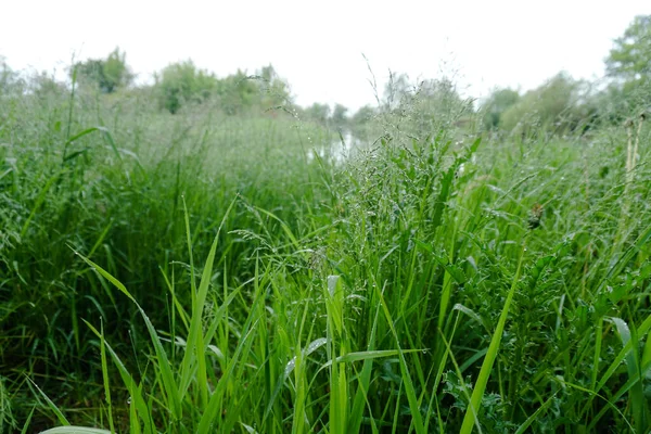 Fresh Green Grass Close Early Summer Morning Meadow River Stock Photo