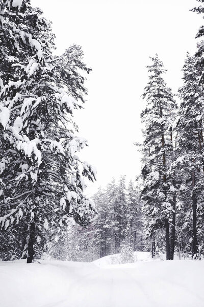 Дорога между высокими соснами уходит глубоко в заросли в сосновый лес, все покрыто чистым белым снегом, деревья стоят в снегу, ветви висят под тяжестью снега.