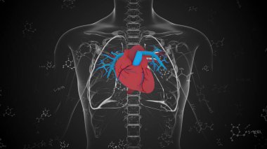 Bilgisayar Oluşturulmuş İnsan Kalbi Pompalama Sistemi Anatomisi