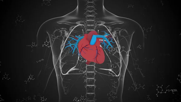 コンピュータによる人間の心臓ポンプシステムの解剖学 — ストック写真