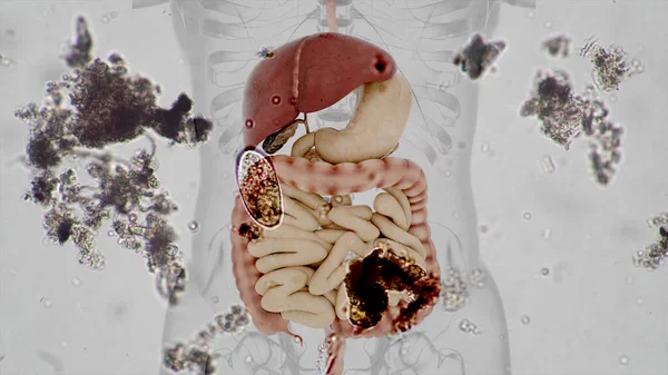 Anatomia Sistema Digestivo Humano Gerado Por Computador — Fotografia de Stock