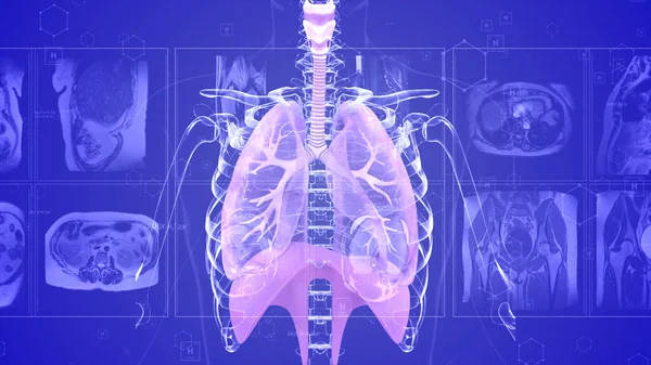 Pulmones Humanos Generados Por Computadora Rotación 360 Grados —  Fotos de Stock