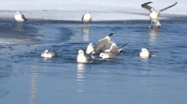 Martılar kış nehrinde yıkanır. Kar buzu. Kapat.