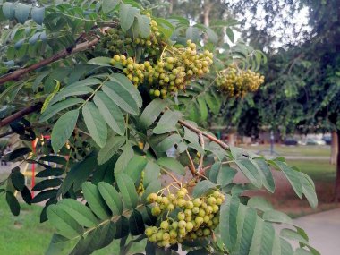 Rowan ağacı şehir parkında yetişiyor.