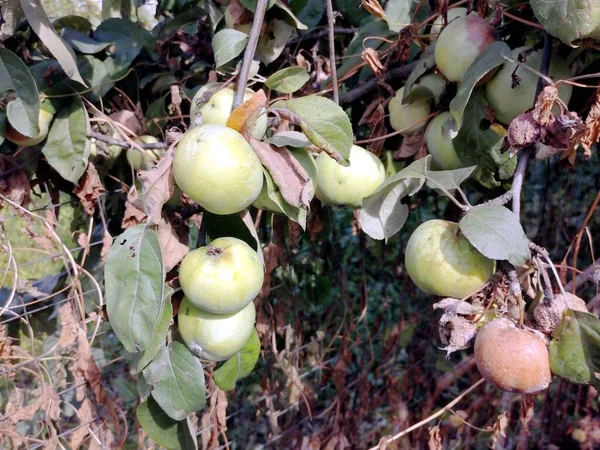 Duże Zbiory Jabłek Ogrodzie — Zdjęcie stockowe