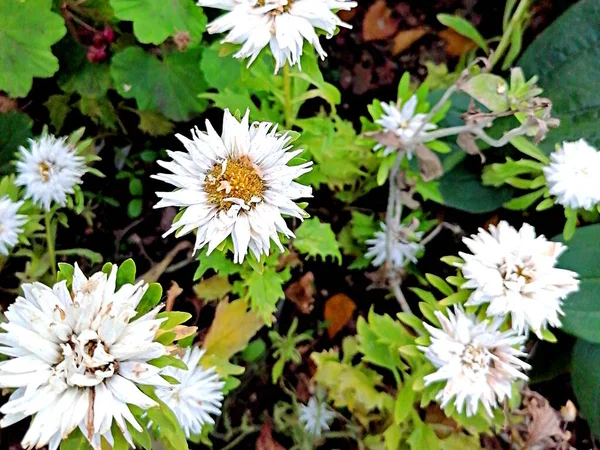 Weiße Blumen Stadtgarten — Stockfoto