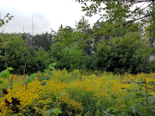 Küçük bir tarlanın etrafında büyüyen ağaçlar