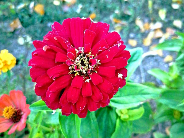 Dalia Roja Flor Parque Ciudad — Foto de Stock