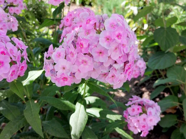 Şehir parkında pembe ortanca çiçekleri