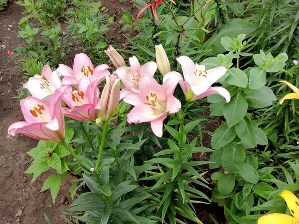 Розовые Белые Лилии Городском Парке — стоковое фото