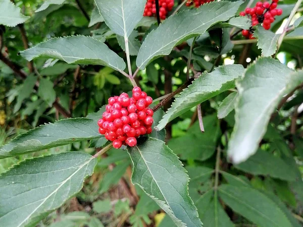 Çalı dalında olgun kırmızı böğürtlen
