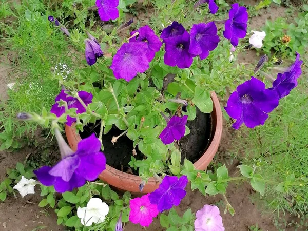 Flores Petunia Púrpura Blanca Jardín —  Fotos de Stock