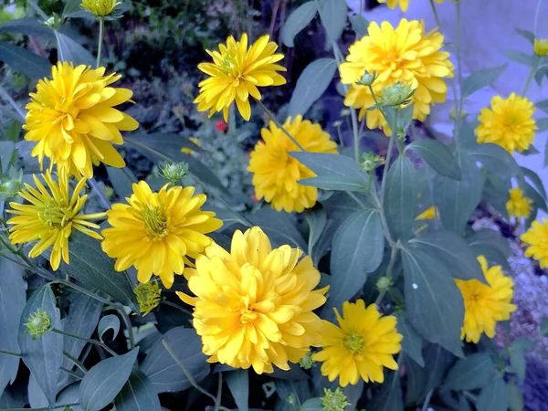 城市公园里的黄菊花 — 图库照片