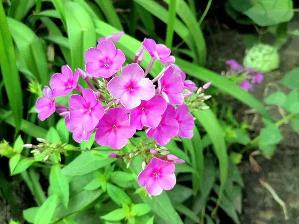 Flores Cor Rosa Perto Jardim — Fotografia de Stock