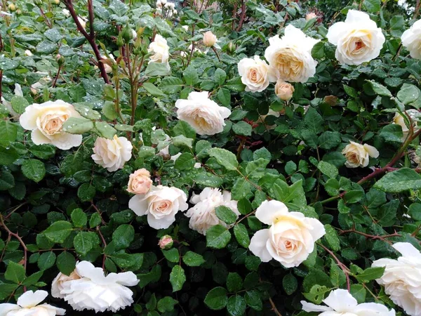 Arbusto Rosas Brancas Jardim — Fotografia de Stock