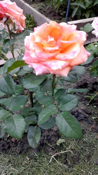 Belle Rose Rose Dans Jardin — Photo