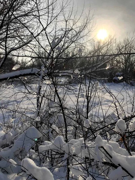 Kış manzarası, karla kaplı orman