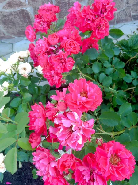 Bush Roze Bloemen Tuin — Stockfoto