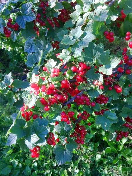 Good Harvest Red Currants Garden — Stock Photo, Image