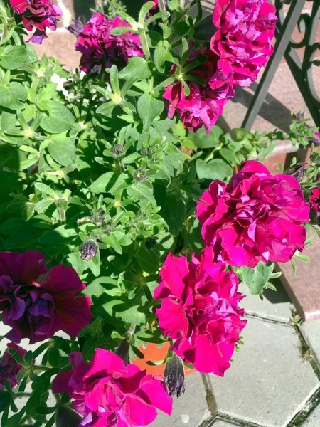 Grandes Flores Rosa Jardim — Fotografia de Stock
