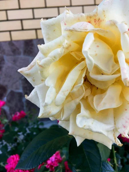 Біла Троянда Біля Саду — стокове фото